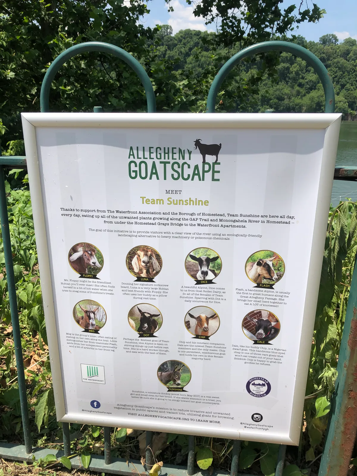 Allegheny GoatScape sign introducing Team Sunshine with goat portraits