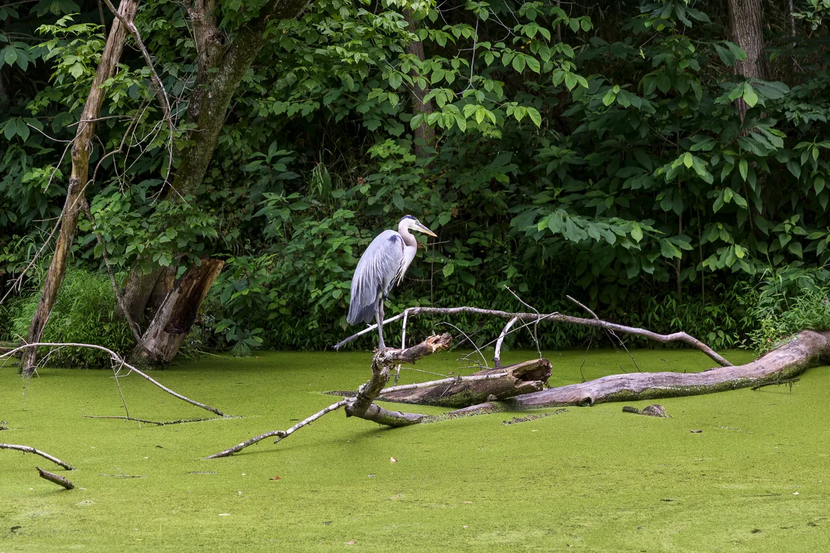 Great blue heron standing on a fallen branch over a duckweed-covered canal