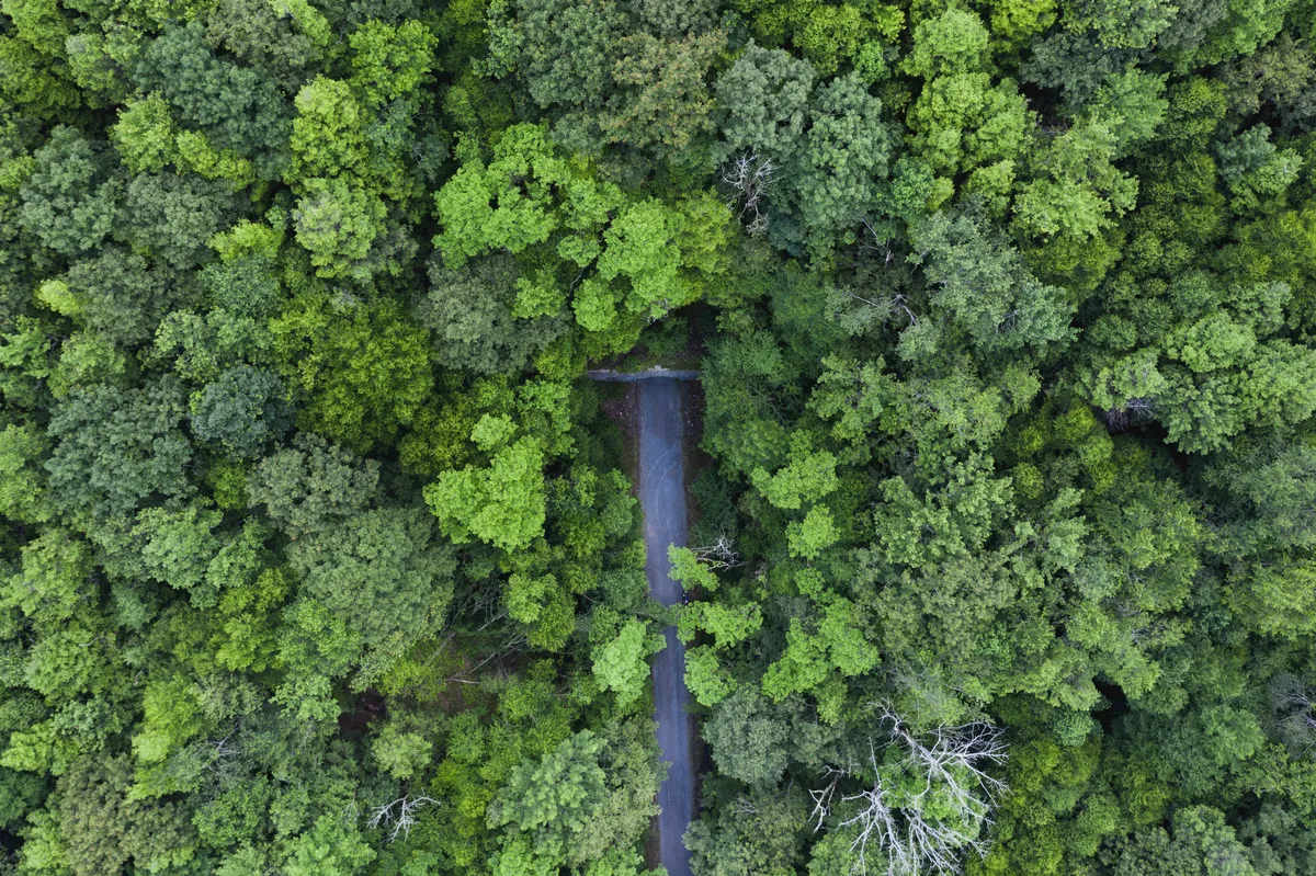 Top-down drone view of the trail entering a tunnel through dense forest canopy