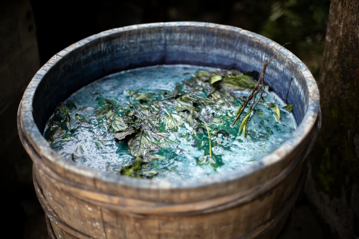 Wooden barrel of indigo leaves fermenting in blue liquid