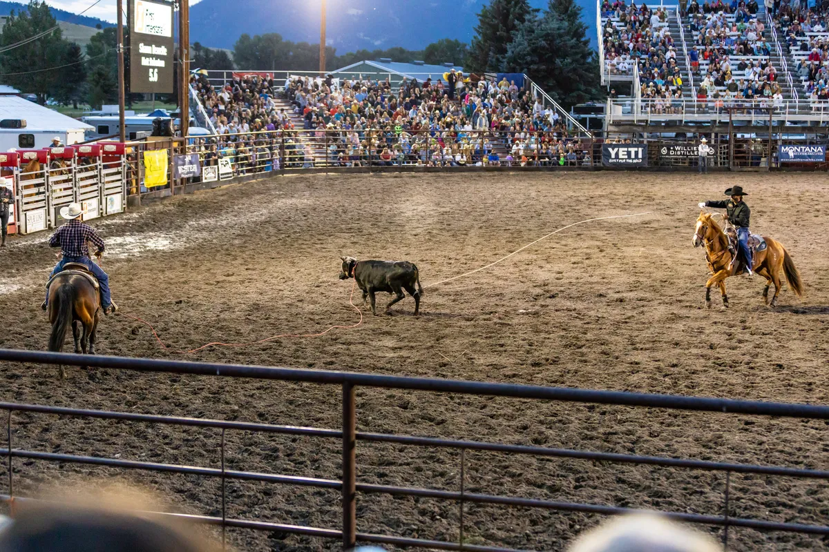 Ropers chasing a steer across the arena at dusk in front of packed grandstands