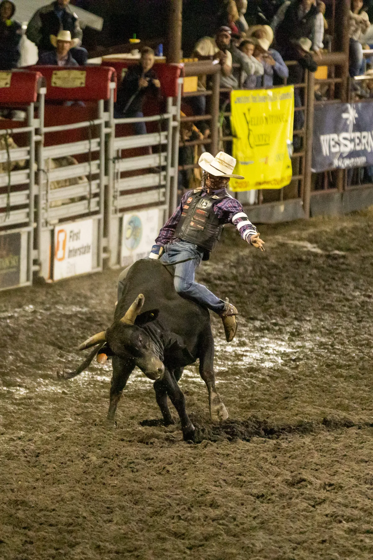 Bull rider in a protective vest holding on to a black bull beside the chutes