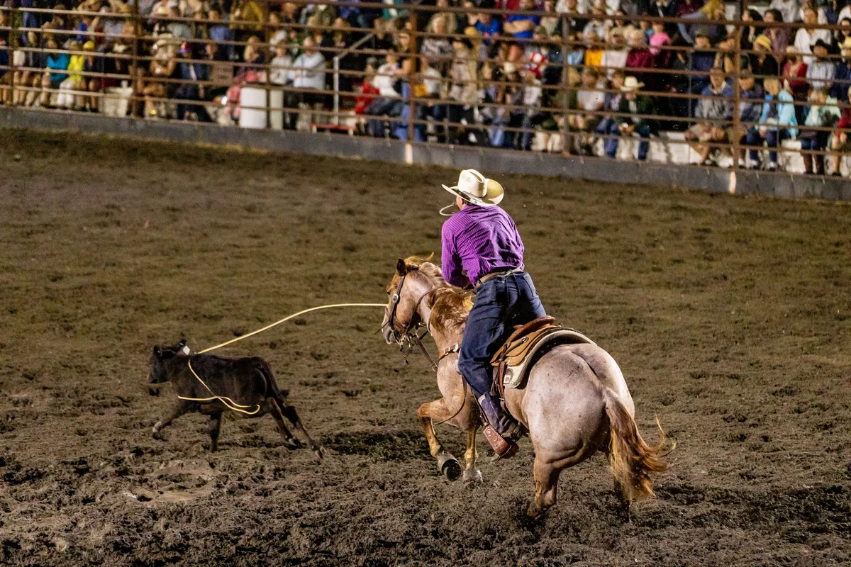 Tie-down roper in a purple shirt pulling the rope tight on a running calf