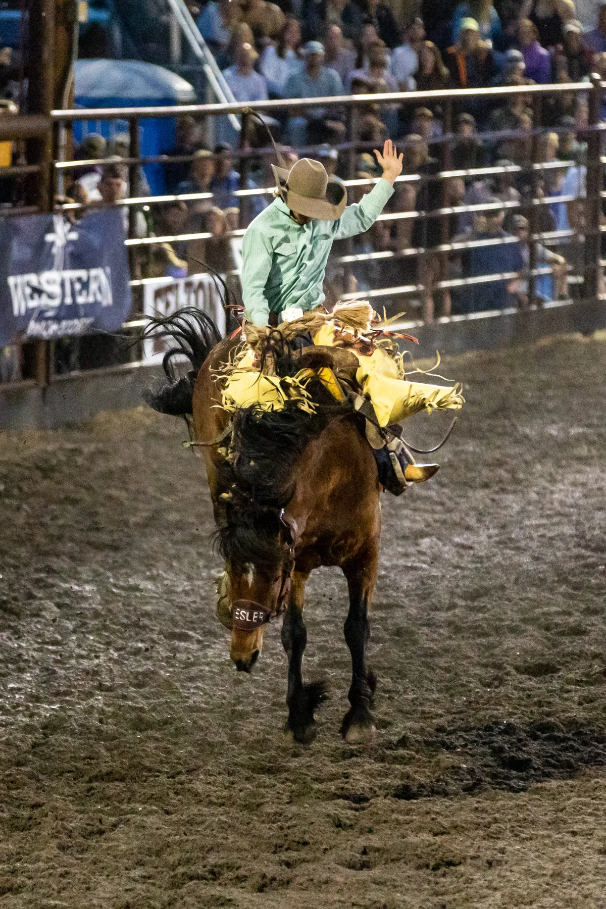 Bronc rider in yellow chaps holding on as his horse bucks toward the camera at night