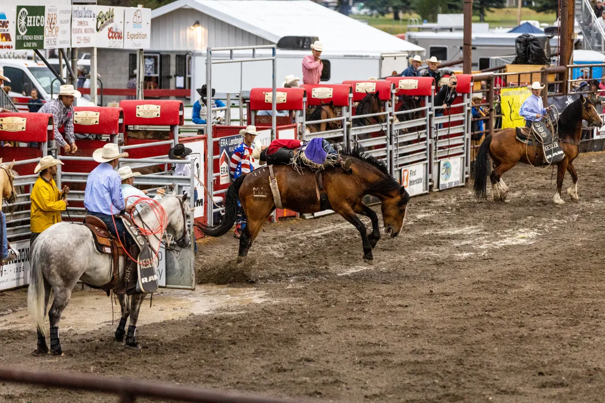 Bronc bursting out of the chutes as pickup riders and cowboys watch from the gates