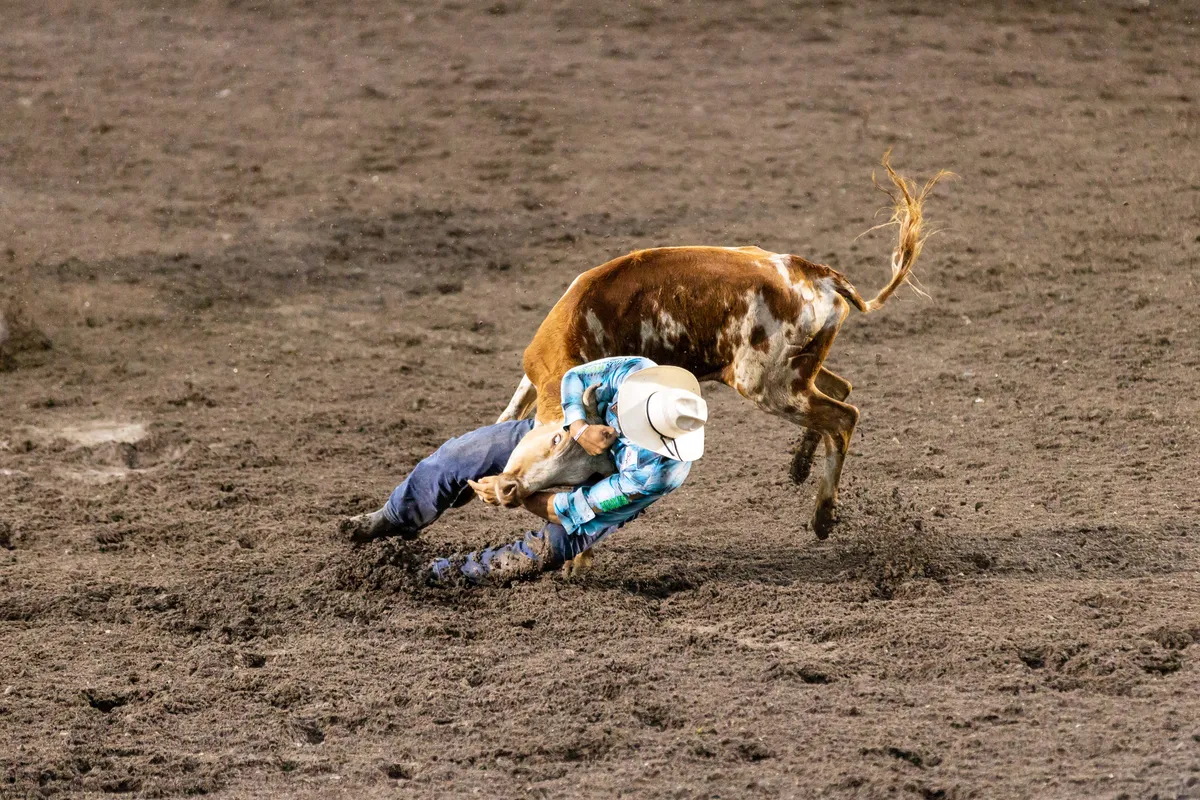 Steer wrestler tumbling into the dirt as the steer flips over him