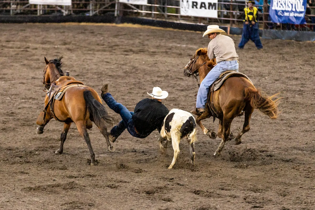 Steer wrestler diving from his horse onto a running steer between two riders