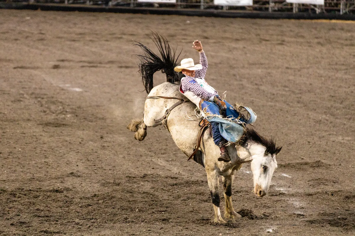 Saddle bronc rider spurring a bucking white horse with his free arm raised
