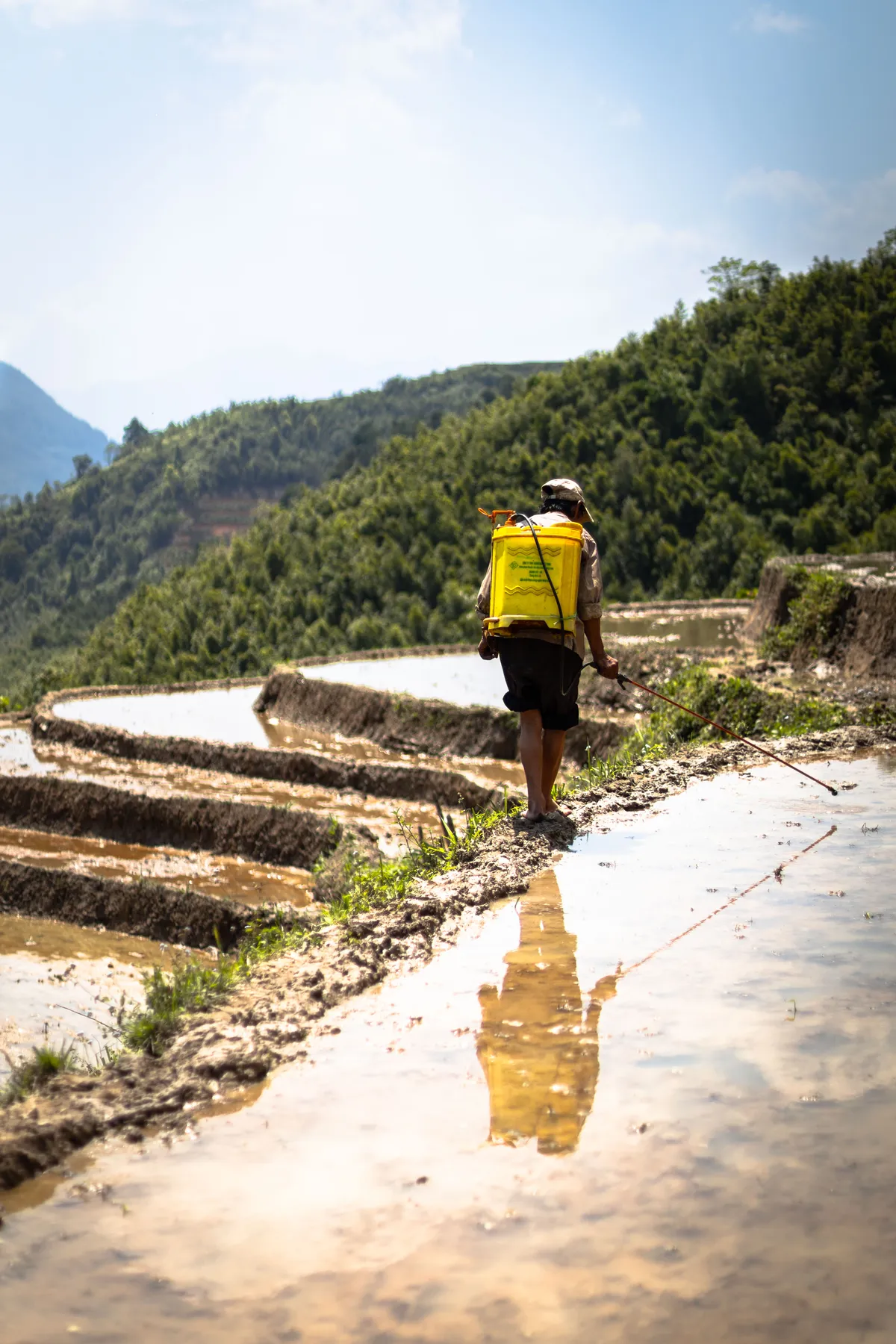 Farmer with a yellow sprayer tank walking along a flooded rice terrace below green hills